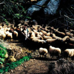 Аркадские пастухи в долине Канботи